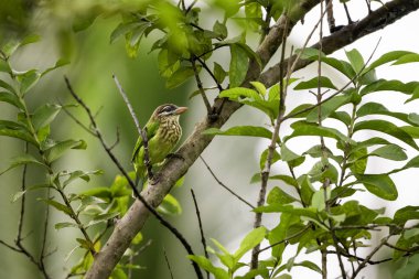 Bahçedeki bir ağaç dalına tünemiş beyaz yanaklı bir böğürtlen. Megalima viridis veya Küçük yeşil barbet olarak da bilinir..