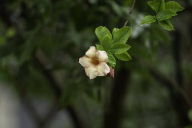 Yalnız yağmur, Hindistan 'ın Karnataka kentindeki Mangalore bahçesindeki bir ağaçta yetişen Jamaika günbatımı çiçeğini ıslattı. Allamanda Cathartica olarak da bilinir..