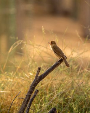 Lone Clamorous reed warbler resting on a perched perched in golden light during sunset at the Al Qudra Lakes in Dubai, United Arab Emirates. Also called Acrocephalus stentoreus. clipart