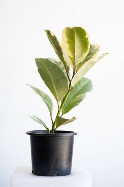 Ficus elastica tineke ya da beyaz arka planda ve doğal ışıkta bir tencerede büyüyen çeşitli kauçuk bitkiler..