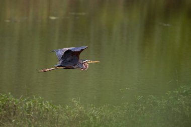 A lone majestic looking Purple heron gracefully flying over a lake in day light. They are also called Ardea purpurea. called clipart