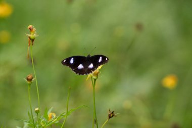 A beautiful male Common eggfly butterfly feeding on a yellow flower in the garden. Also called Hypolimnas bolina. clipart