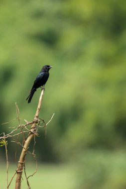 Kara drongo, arka planda bulanık bir ağaç gövdesine tünemiş. Bunlara Dicrurus makrocercus da denir..