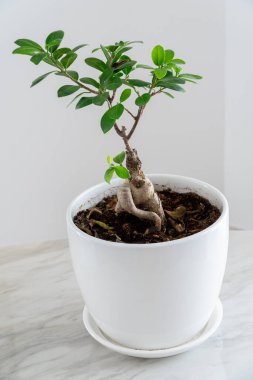 Beyaz bir tencerede bulunan yemyeşil bir saksı ağacının yüksek açılı görüntüsü ve kapalı bir yerdeki mermer bir masanın üzerine yerleştirilmiş. İç mekan bitkileri dekor kavramı.