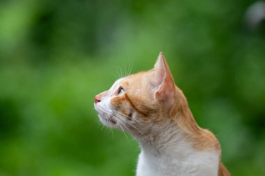 Yukarı bakan beyaz ve kahverengi evcil kedi ya da ev kedisinin güzel portresi. Felis catus olarak da bilinir..