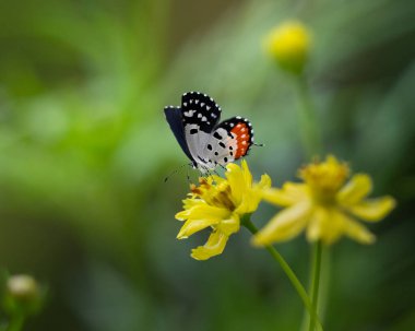 A Red Pierrot (Talicada nyseus), feeding on some yellow flowers in the garden. A small but striking butterfly found in the Indian subcontinent and Southeast Asia. clipart