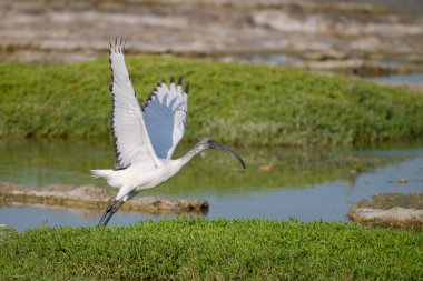 An African Sacred Ibis (Threskiornis aethiopicus), with its wings raised is ready to take off into the sky from the edge of a lake at Al Qudra Lakes in Dubai, United Arab Emirates. clipart