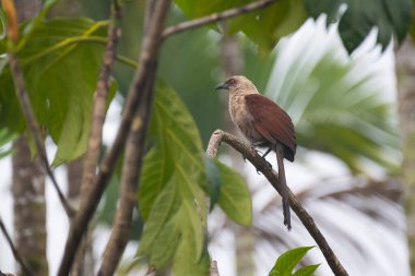 Hindistan 'ın Güney Andaman Adası' nın vahşi ormanlarındaki bir ağaç dalına tünemiş yerel bir Andaman coucal 'ın (Centropus andmanensis) profil görüntüsü.