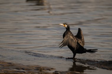 Yalnız bir Büyük Karabatak (Phalacrocorax carbo) göl kıyısında dururken kanatlarını açarak kendini kurutur..