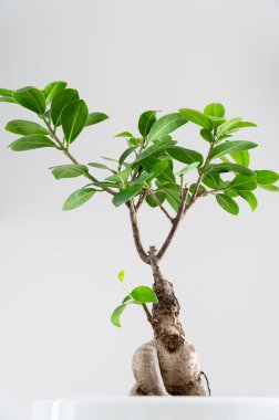 Beyaz bir tencerede, yemyeşil saksıda saksı ağacının düşük açılı görüntüsü ve kapalı bir yere yerleştirilmiş. İç mekan bitkileri dekor kavramı.