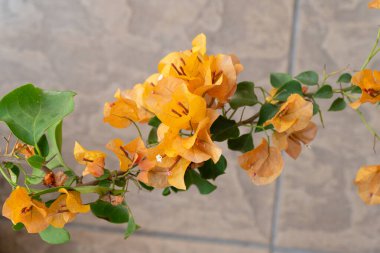 Bahçesinde portakal rengi begonvil çiçekleri olan bir dalın yakın görüntüsü. Bunlara Bougainvillea glabra ya da Paperflower da denir..