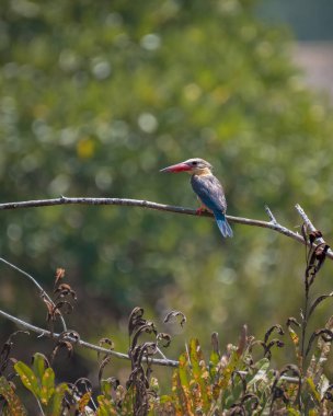 Leylek gagalı bir Kingfisher (Pelargopsis capensis), güney Andaman Adası 'ndaki sulak alanlarda bir ağaç dalına tüneyerek çevresini tarar..