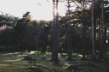 Manzaneda 'da kış ormanı, ağaçlar arasında gün ışığı ve gölgelerle eridi.