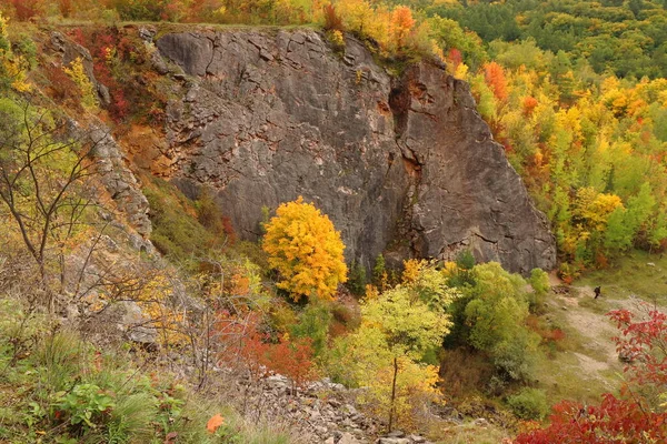 Kolorowe Drzewa Jesienią Jesienne Tło — Zdjęcie stockowe