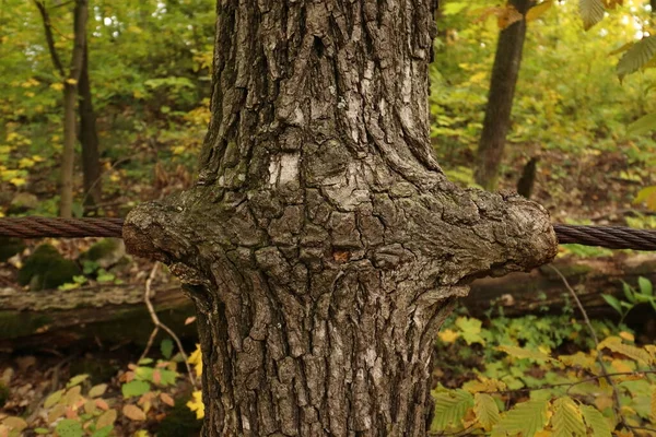 Ocelové Lano Vypěstované Stromě — Stock fotografie