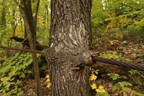 Ocelové Lano Vypěstované Stromě — Stock fotografie