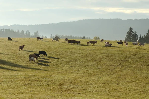 Herd Cows Grazing Mountain Meadow Morning Sun — Stock Photo, Image