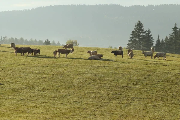 Una Manada Vacas Pastando Prado Montaña Bajo Sol Mañana —  Fotos de Stock