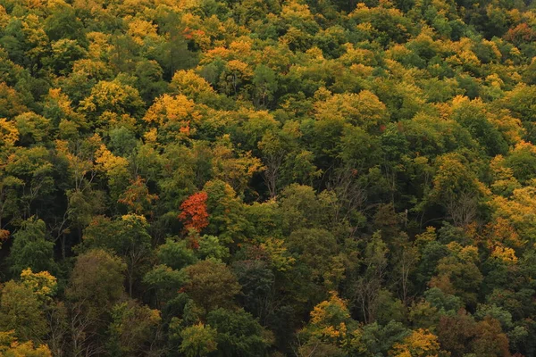 Sonbaharda Renkli Ağaçlar Sonbahar Arkaplanı — Stok fotoğraf
