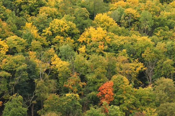 秋のカラフルな木秋の背景 — ストック写真