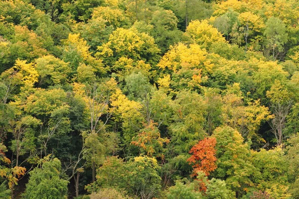 秋のカラフルな木秋の背景 — ストック写真