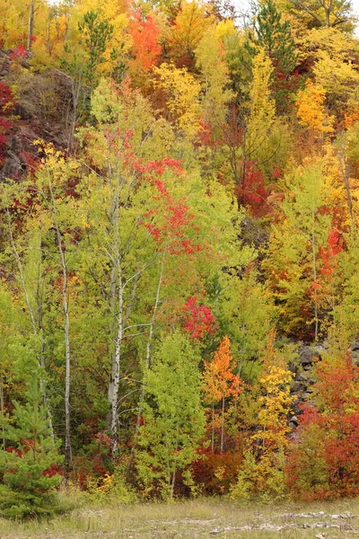 Sonbaharda Renkli Ağaçlar Sonbahar Arkaplanı — Stok fotoğraf