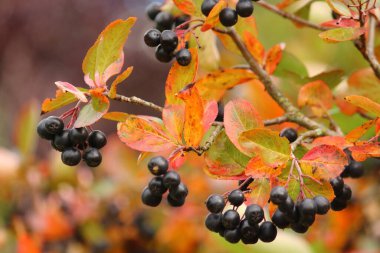 Aronia melanocarpa, bir dalda böğürtlen
