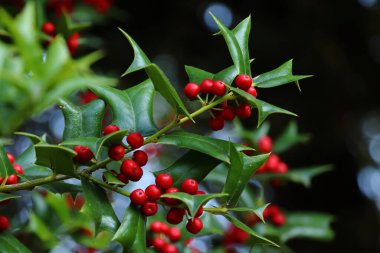 ILEX AQUIFOLIUM, kırmızı böğürtlenli çoban dalının ayrıntıları, bokeh