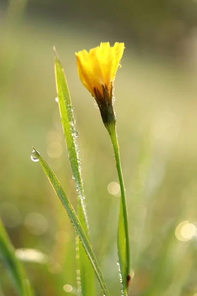 Žlutý Květ Trávě Rosou Zelené Pozadí Bokeh — Stock fotografie