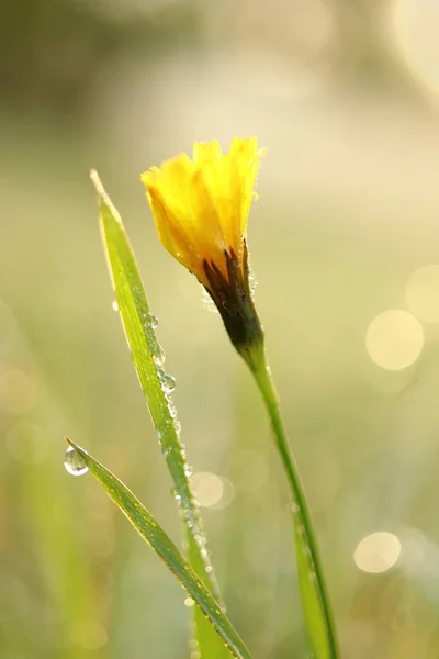 Κίτρινο Λουλούδι Στο Γρασίδι Δροσιά Πράσινο Φόντο Bokeh — Φωτογραφία Αρχείου