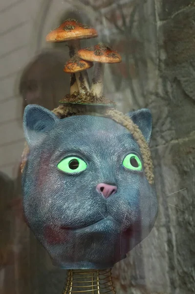 Mask Cat Mushrooms Its Head — Stock Photo, Image