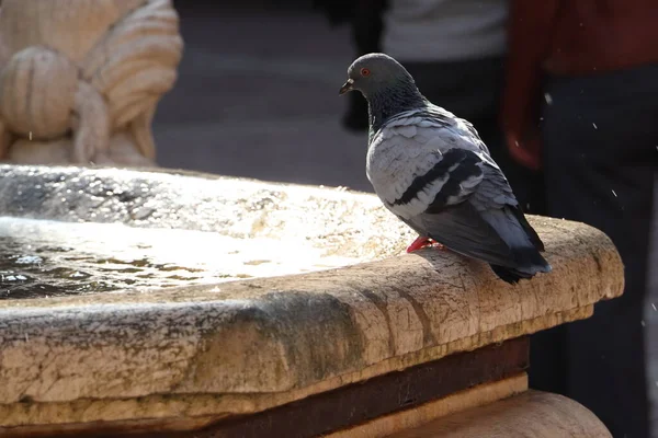 stock image Columba, a pigeon sitting on a fountain, drops of water, a city