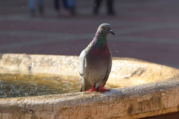Columba Eine Taube Die Auf Einem Brunnen Sitzt Wassertropfen Eine — Stockfoto
