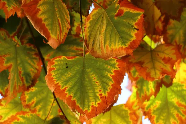 木々の緑の葉が茶色くなり秋が来る — ストック写真