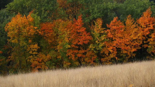 Sonbahar Renkli Ağaçların Manzarası — Stok fotoğraf