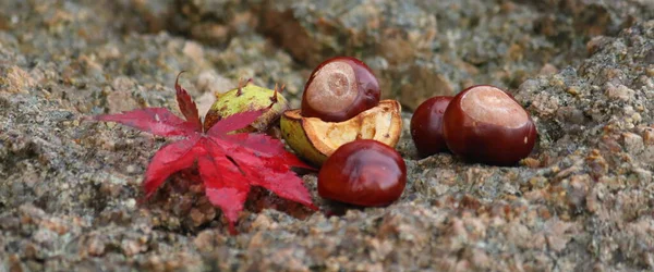 栗と紅葉の秋の静物画 — ストック写真