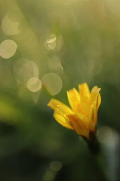 Fleurs Jaunes Dans Herbe — Photo