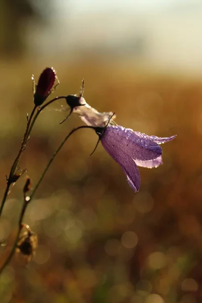 カンパヌラ パトゥラ 初期の露の花の詳細 — ストック写真
