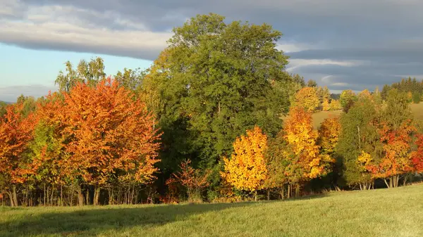 Sonbahar Renkli Ağaçların Manzarası — Stok fotoğraf