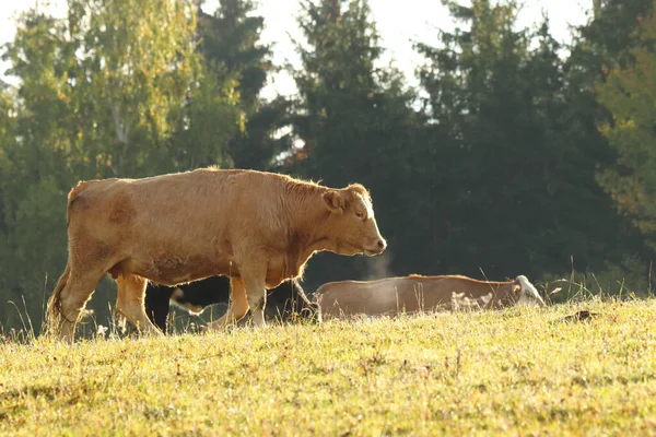 清晨的薄雾中 一头奶牛在山上的草地上自由自在地吃草 — 图库照片