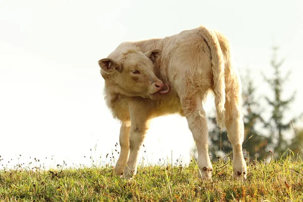Calf Grass Small Cow Field — Stock Photo, Image
