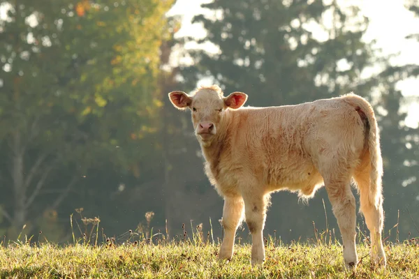 Calf Grass Small Cow Field — Stock Photo, Image