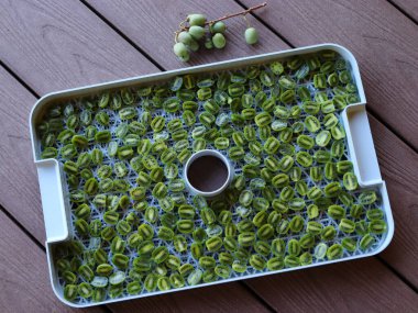 Aktinidia Arguta, kurutucudaki minikiwi meyvelerini kurutuyor.