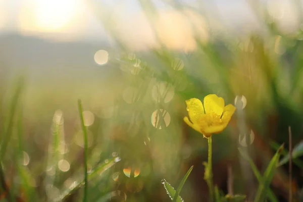 Желтый Цветок Траве — стоковое фото