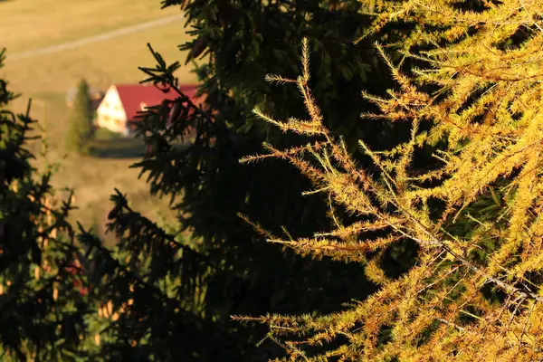 木の後ろに赤い屋根のコテージ — ストック写真