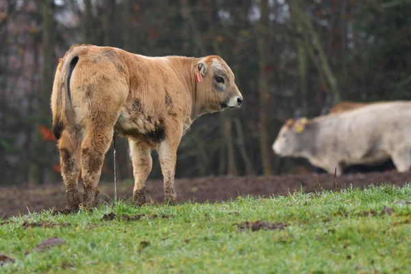 Young Cow Stands Mud — Stock Photo, Image