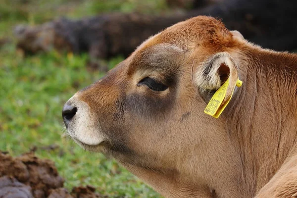 Mladá Kráva Tele Pastvině — Stock fotografie