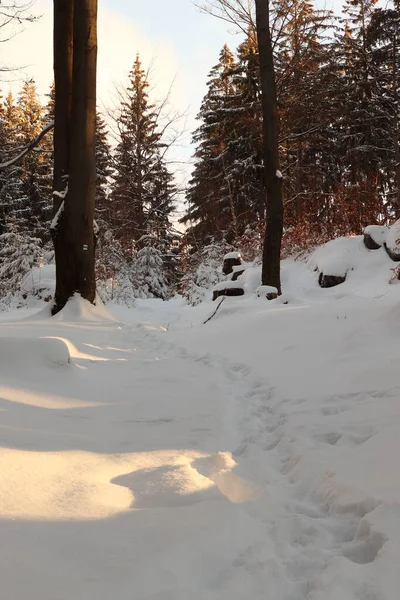 Sunrise Winter Snowy Forest — Photo