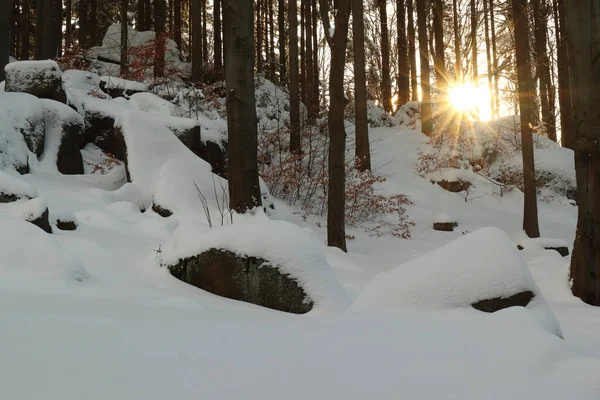 Sunrise Winter Snowy Forest — 图库照片