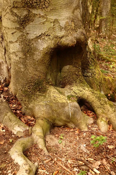Eski Oyulmuş Ağaç — Stok fotoğraf